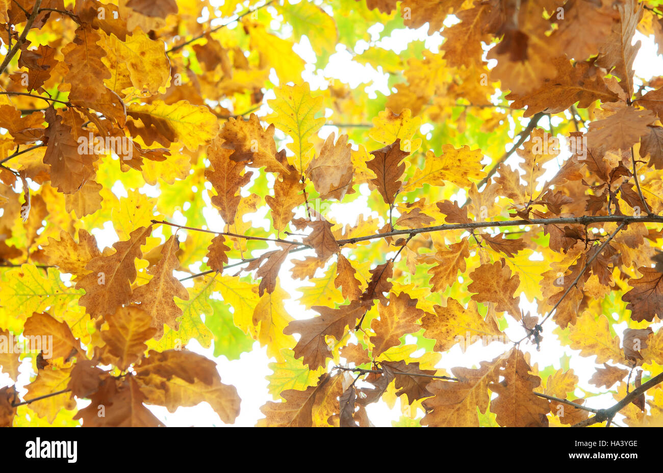 autumn oak leaves. A close up Stock Photo