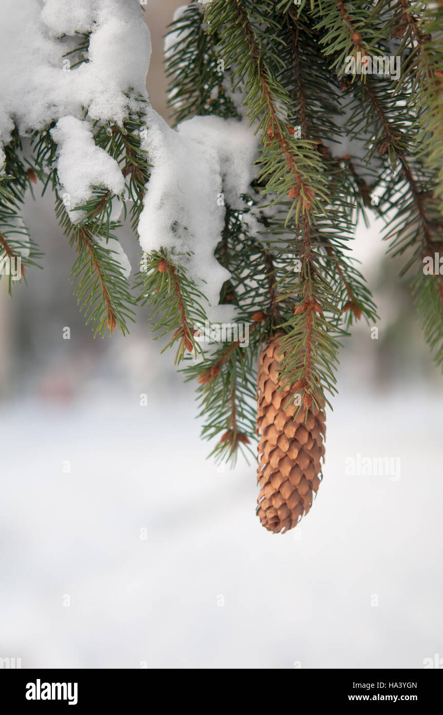 snow on evergreen branches Stock Photo