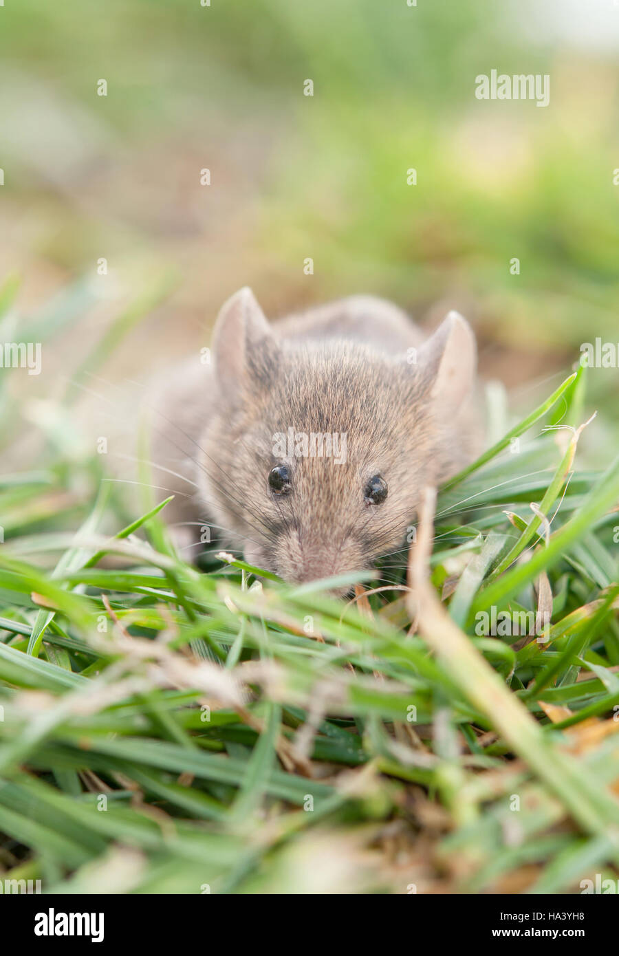 mouse sitting in the Grass Stock Photo
