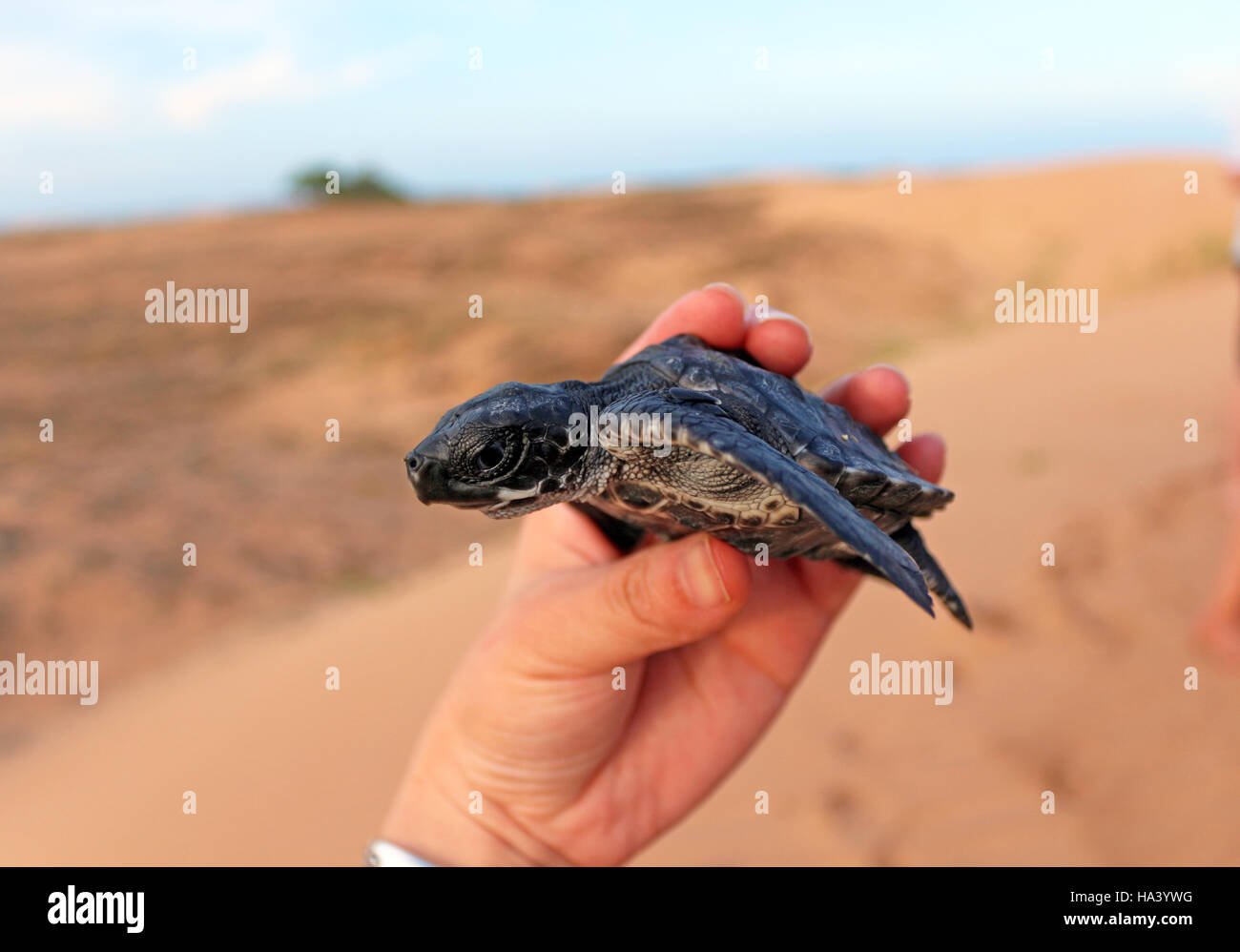 baby hawksbill turtle photographed on bare sands island in northern