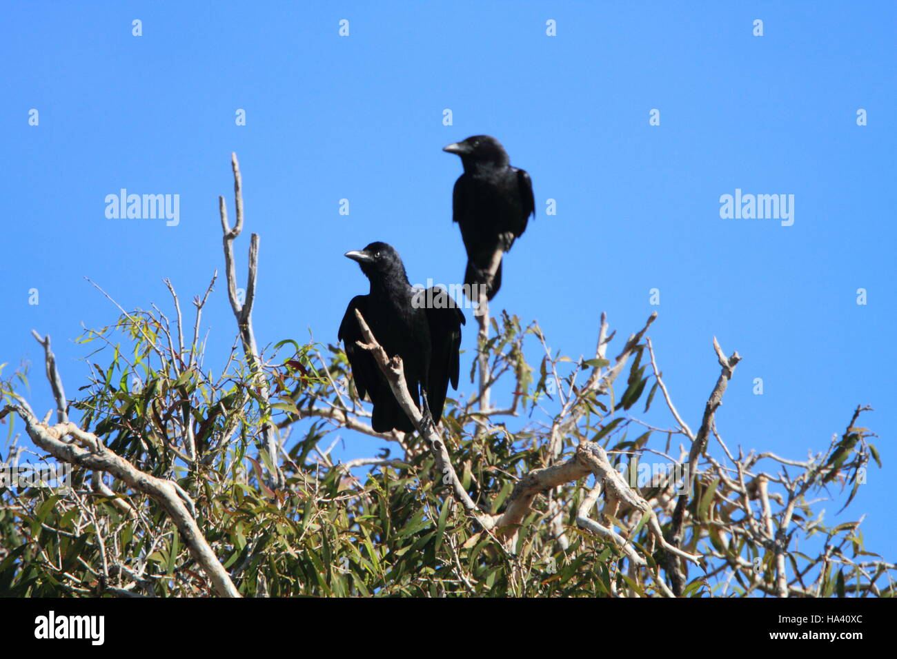 Torresian crow (Corvus orru) in Lakefield National park, Australia Stock Photo