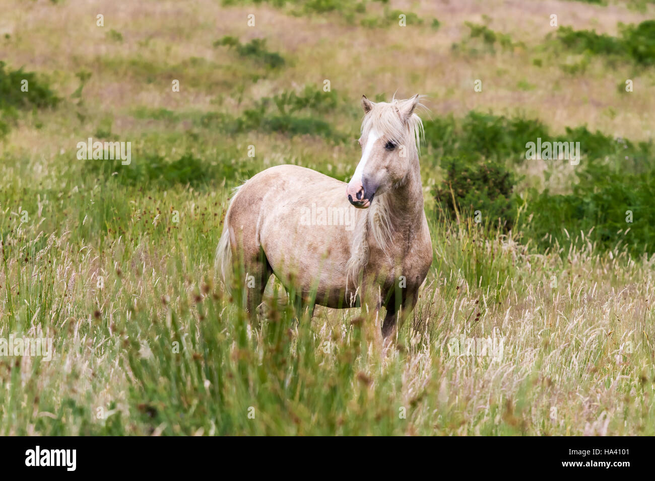 Horse on the pasture peering at the photographer Stock Photo