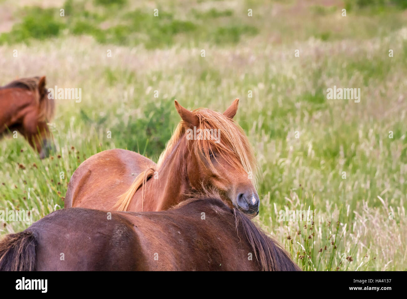 Horse on the pasture peering at the photographer Stock Photo