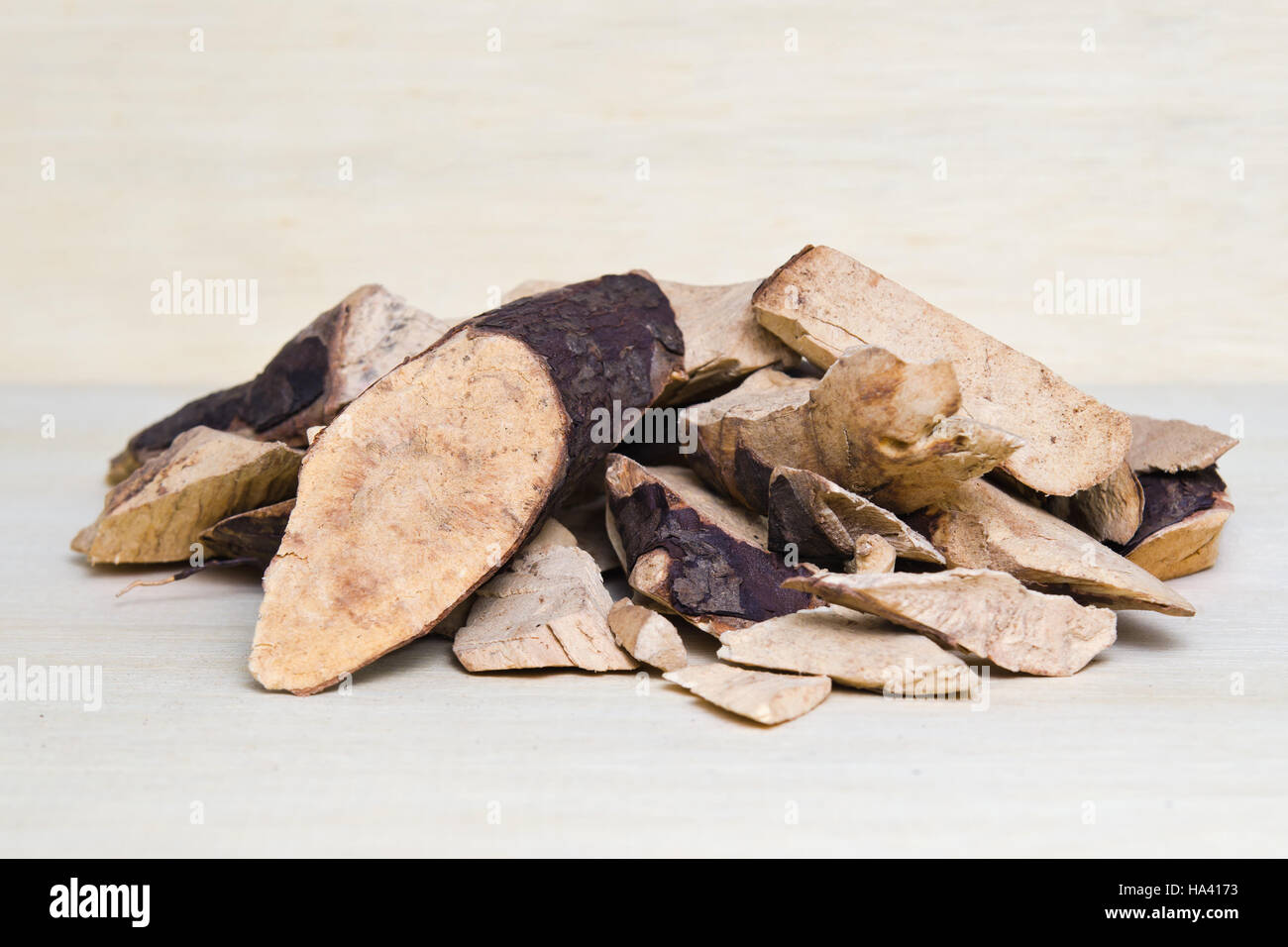 Trigonostemon reidioides Kurz Craib (also named as herb oldtang red, or Mrs. Saint) isolated on wood. Boiled root can ease tuberculosis, cure asthma, Stock Photo