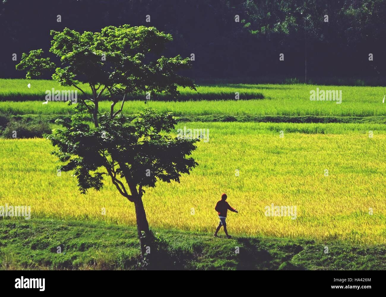 Walk under a tree in a rice field dike Stock Photo - Alamy