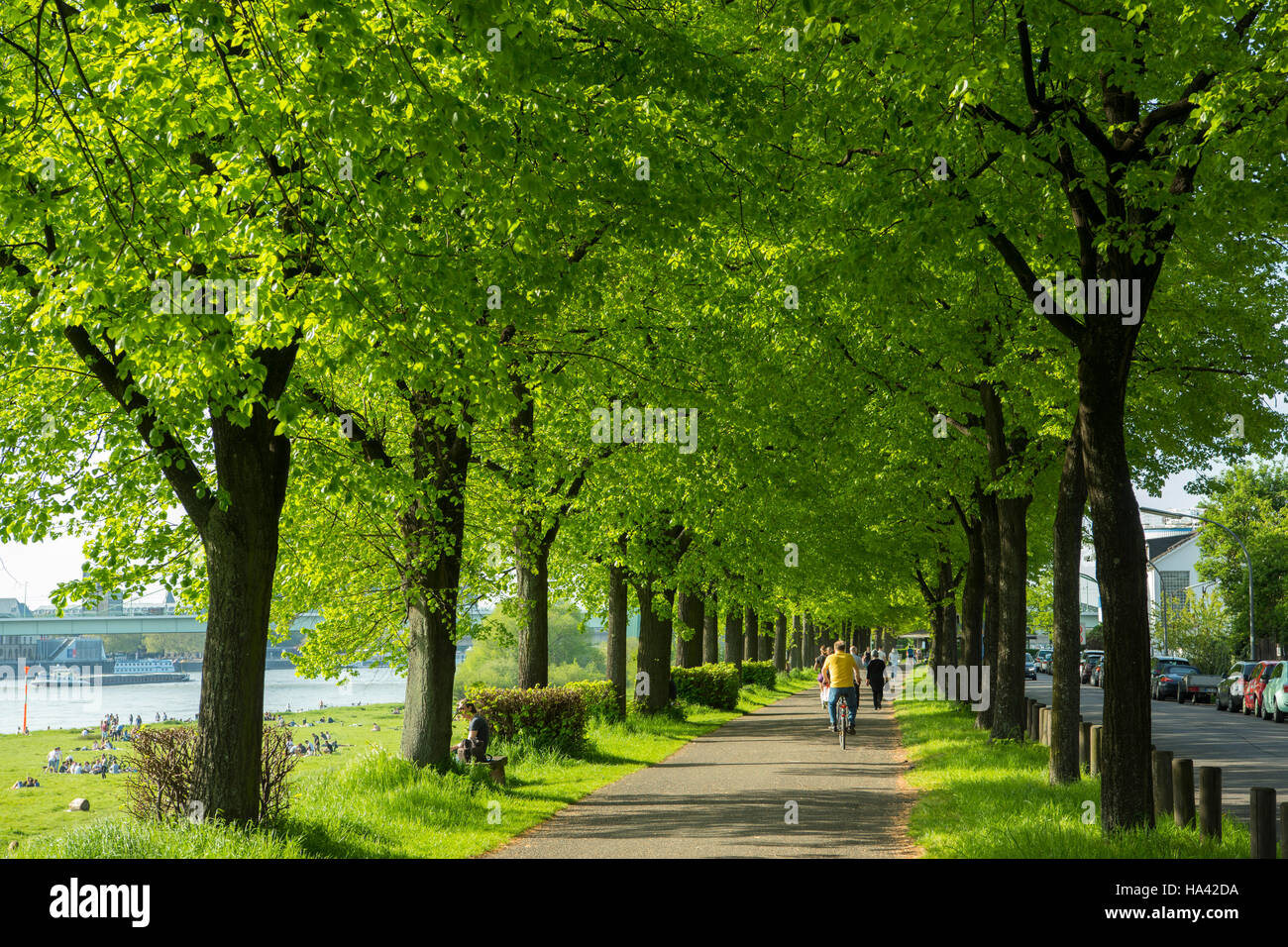 Deutschland, Köln, Radweg an den Poller Wiesen, Stock Photo