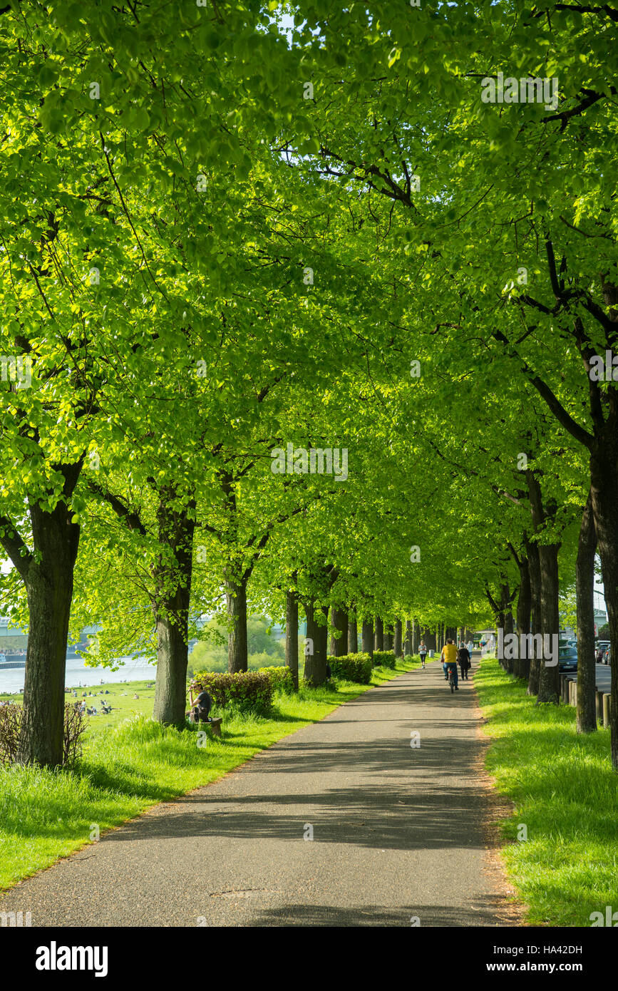 Deutschland, Köln, Radweg an den Poller Wiesen, Stock Photo