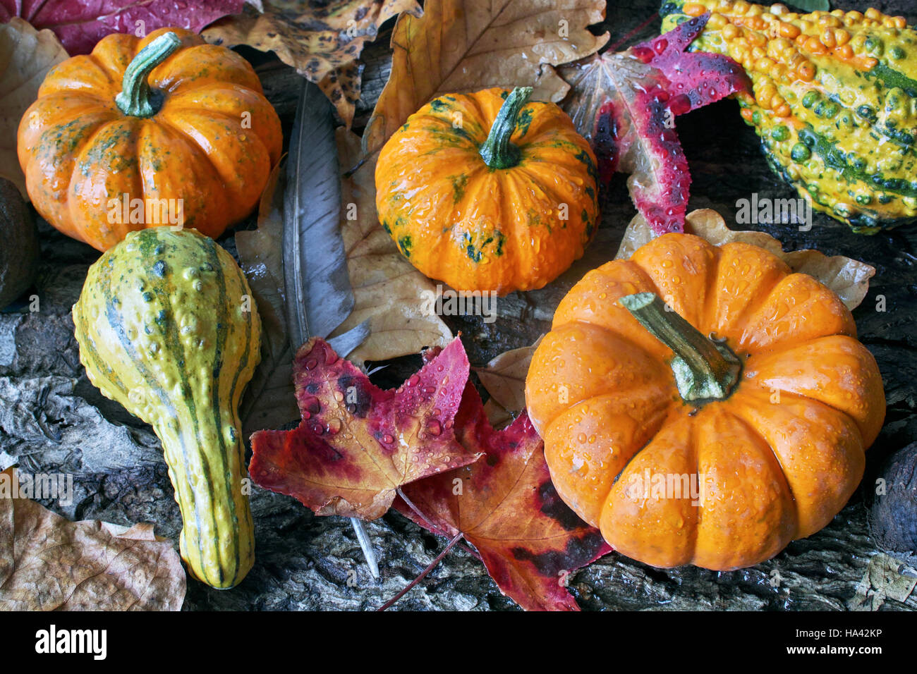 Autumn leaves Stock Photo