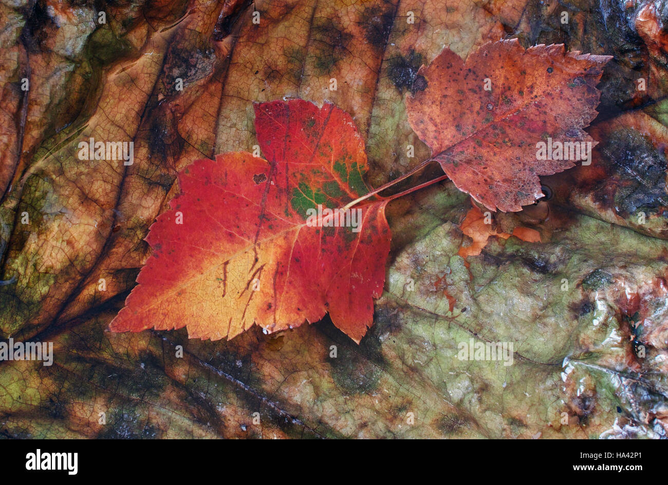 Close up of Autumn maple leaves floating in water Stock Photo - Alamy