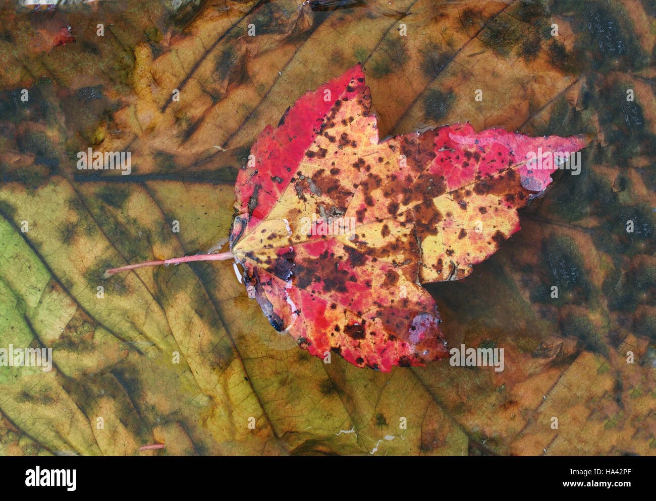 Leaves floating in water hi-res stock photography and images - Alamy