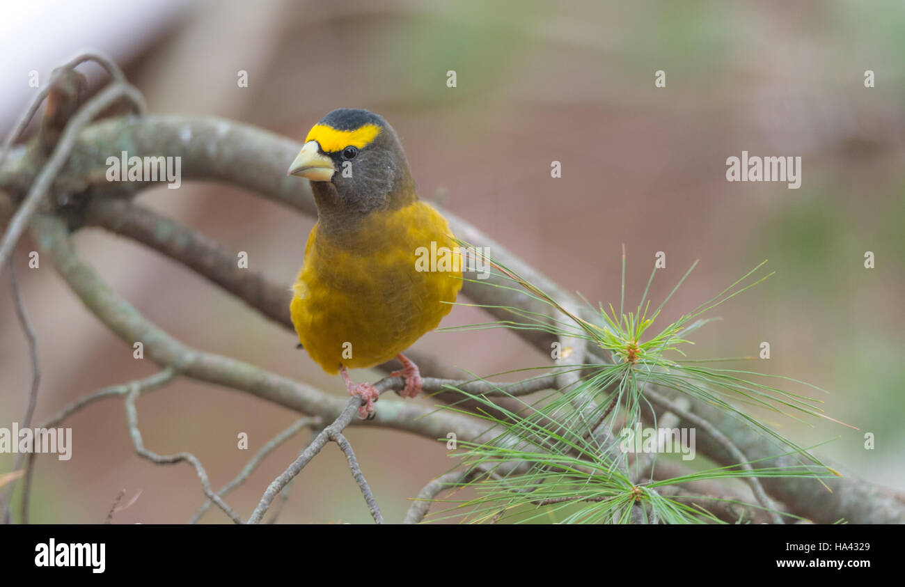 White winged grosbeak hi-res stock photography and images - Alamy