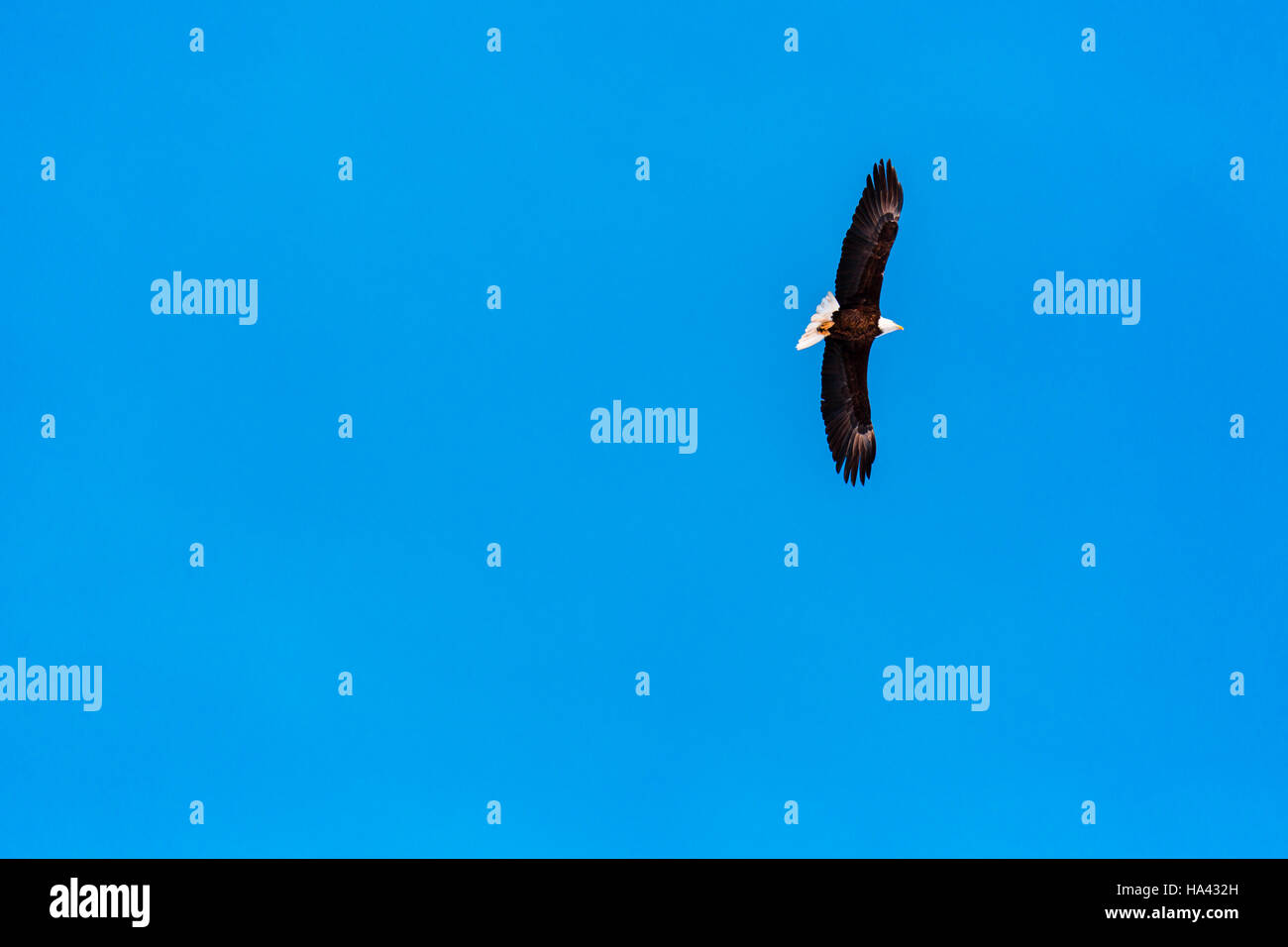 American Bald eagle soaring in a clear blue sky. Stock Photo