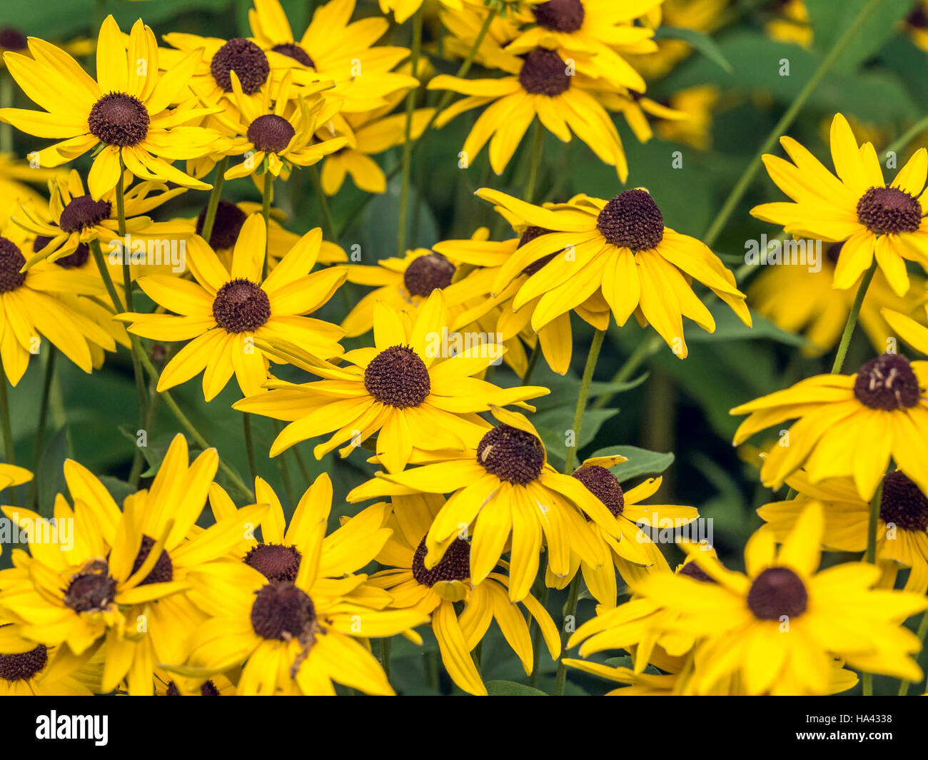 Rudbeckia hirta, called black-eyed-susan,  in the sunflower family Stock Photo