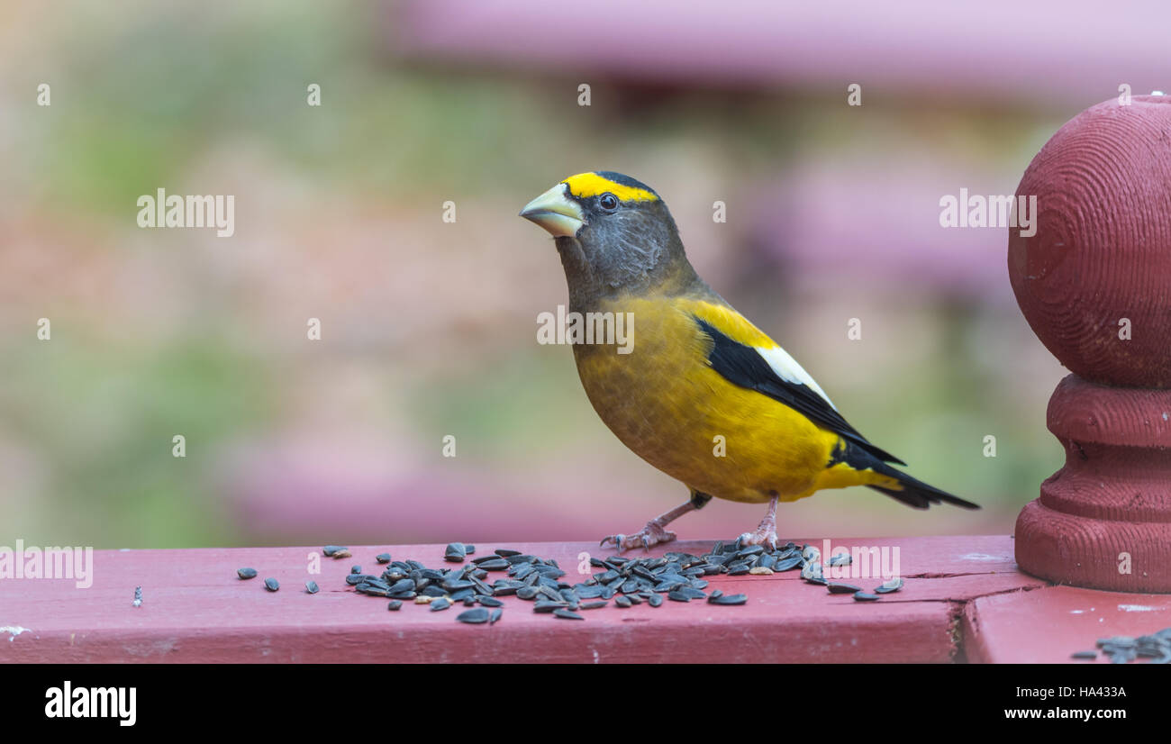 Yellow, black & white colored Evening Grosbeaks(Coccothraustes