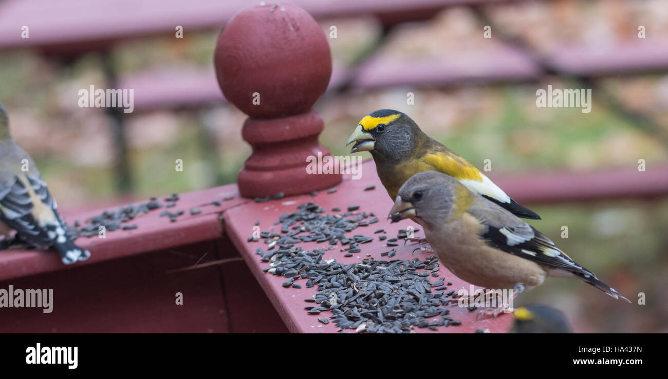 Yellow, black & white colored Evening Grosbeaks(Coccothraustes vespertinus) stop to eat where there is bird seed aplenty. Stock Photo