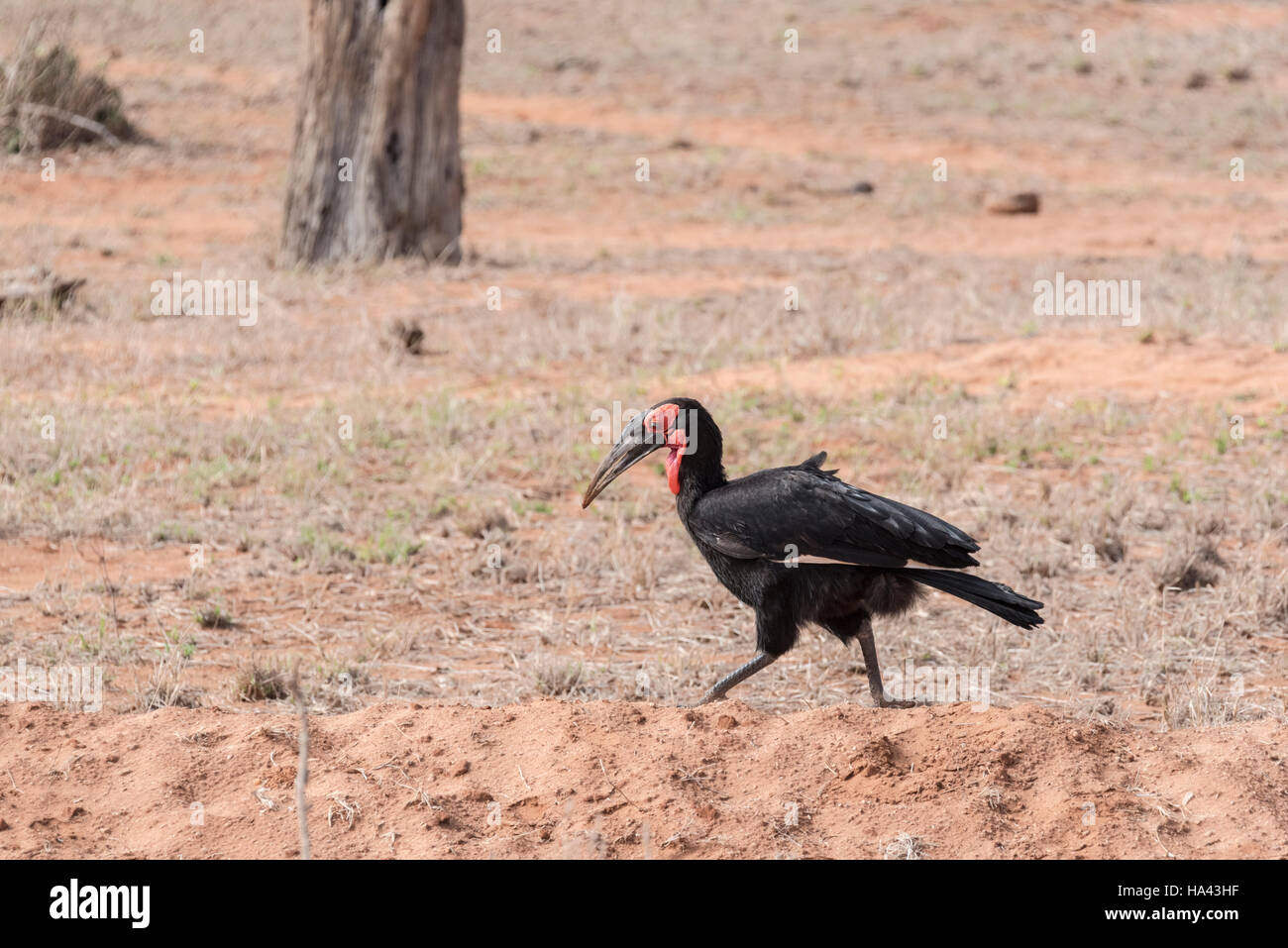 A walking male Abyssinian Ground Hornbill, one of a small party that walked by Stock Photo