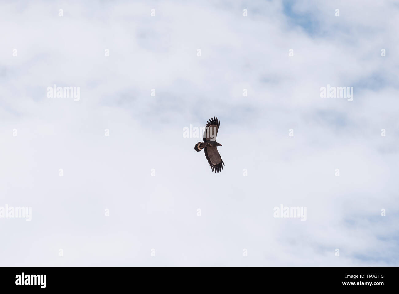 African harrier hawk hi-res stock photography and images - Alamy