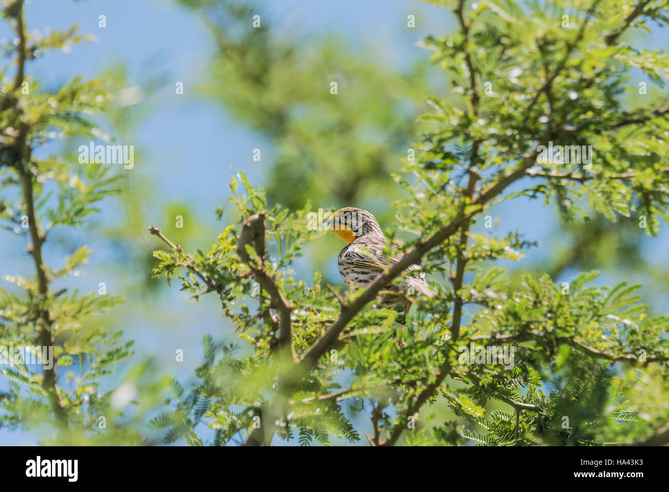 A partially hidden Pangani Longclaw perched in a tree Stock Photo