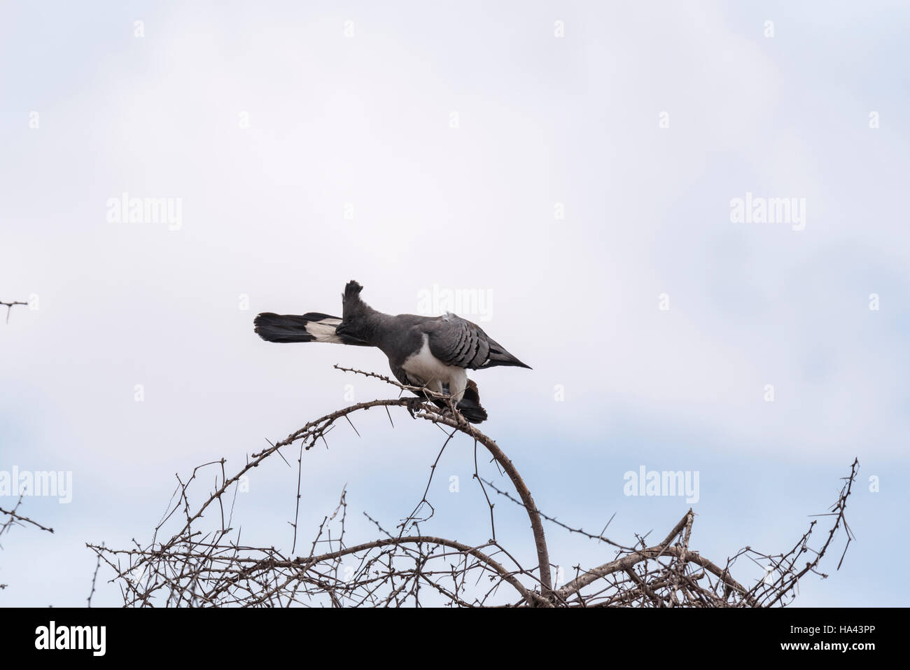 A White Bellied Go Away bird preening in a tree Stock Photo