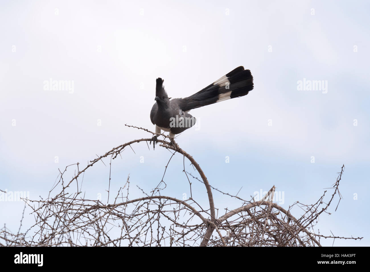 A White Bellied Go Away bird perched in a tree Stock Photo