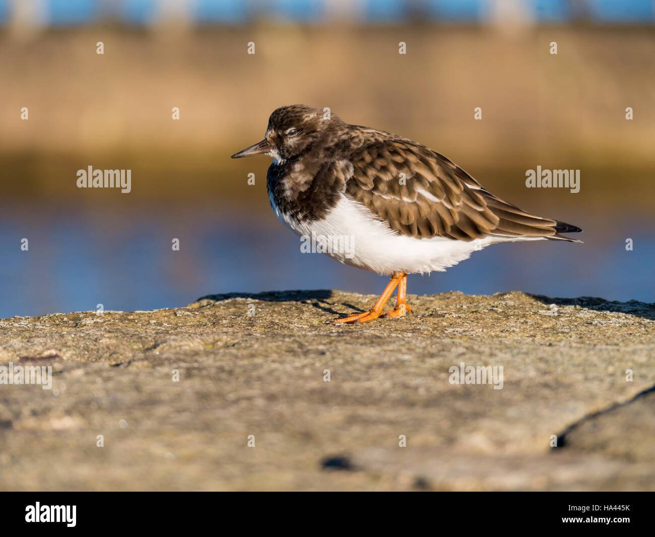 Small wading bird hi-res stock photography and images - Alamy