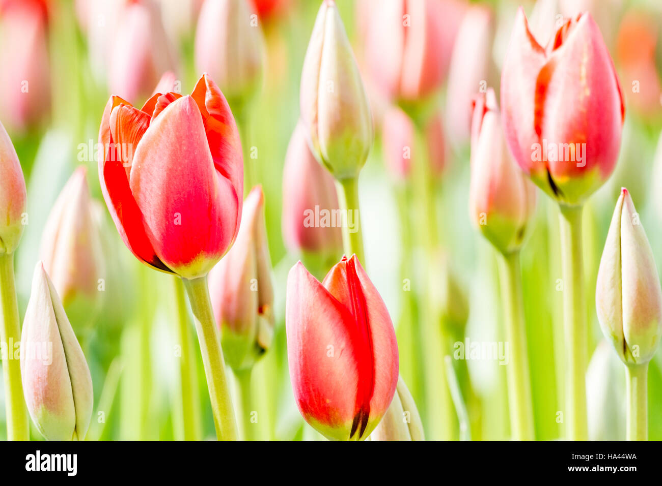 Spring tulip fields in Holland, colorful flowers in Netherlands Stock ...