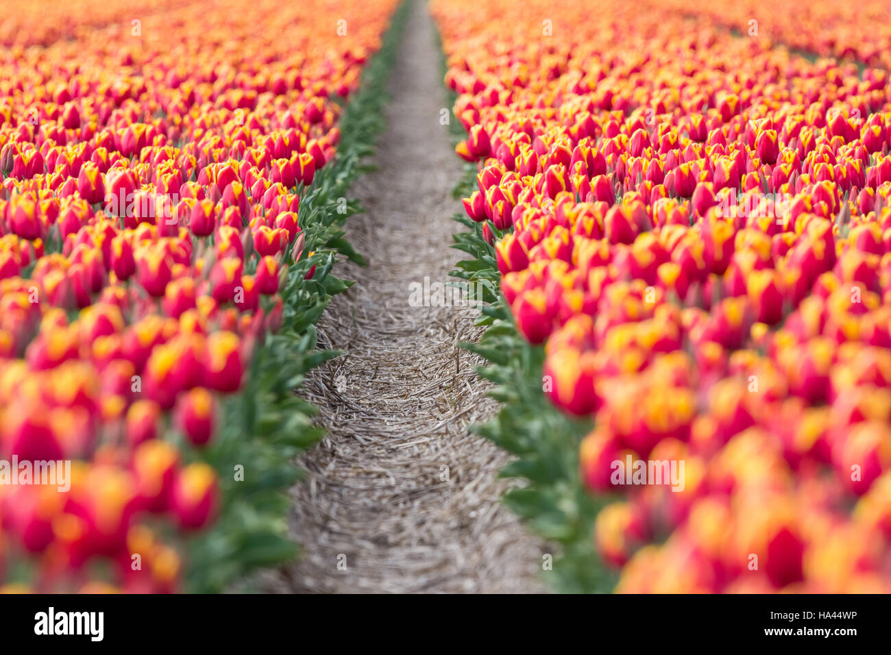Spring tulip fields in Holland, colorful flowers in Netherlands Stock ...