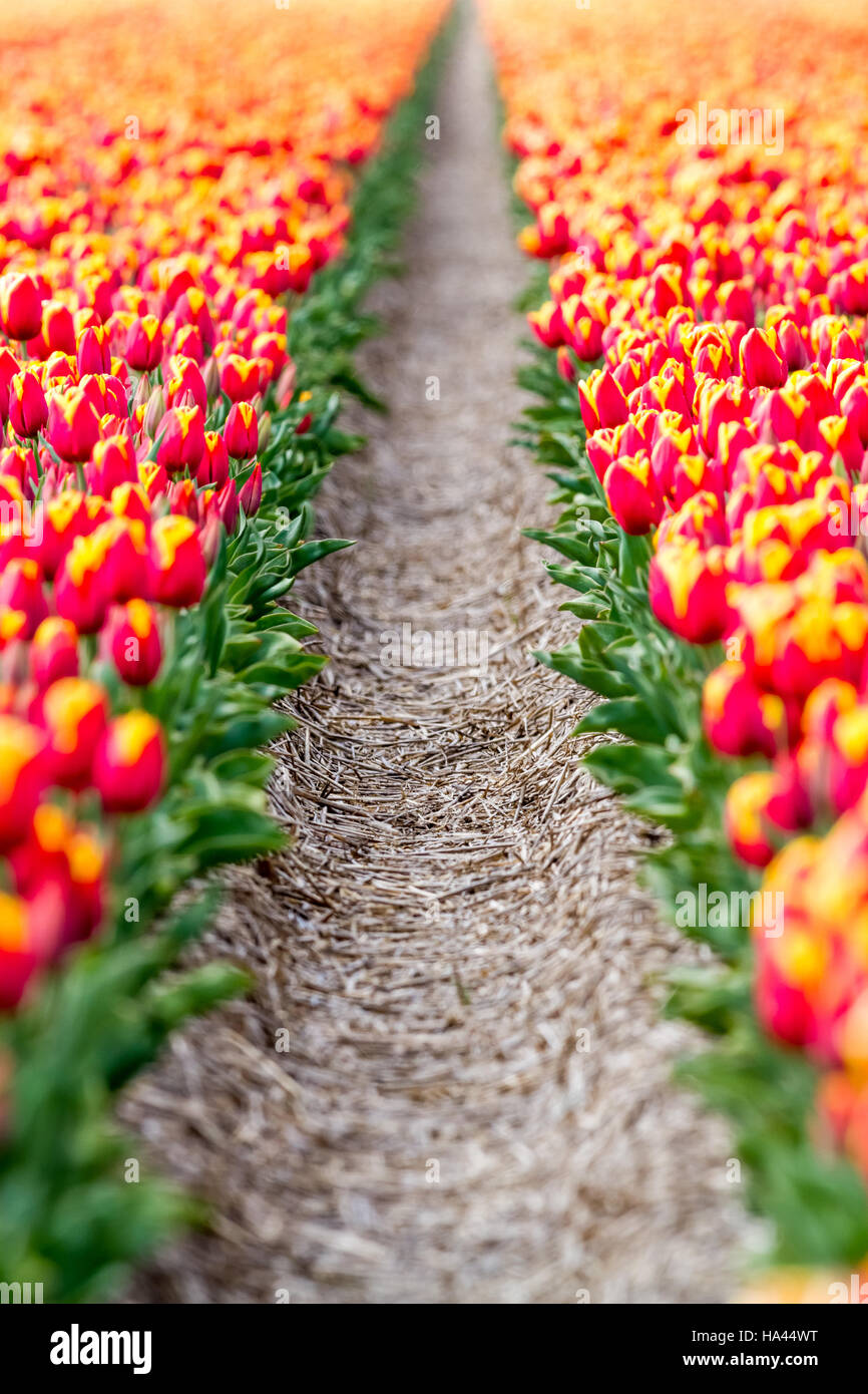 Spring tulip fields in Holland, colorful flowers in Netherlands Stock ...