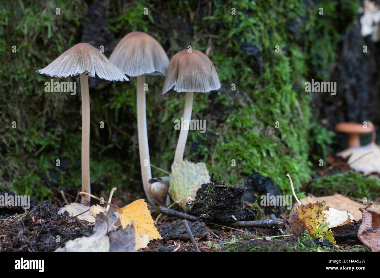 Coprinus atramentarius mushrooms, close up shot Stock Photo