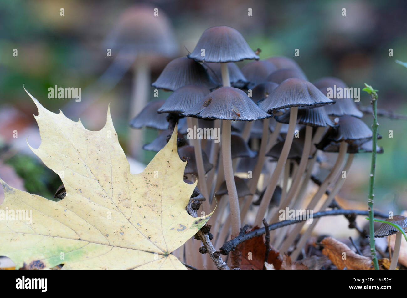 Coprinus atramentarius mushrooms, close up shot Stock Photo
