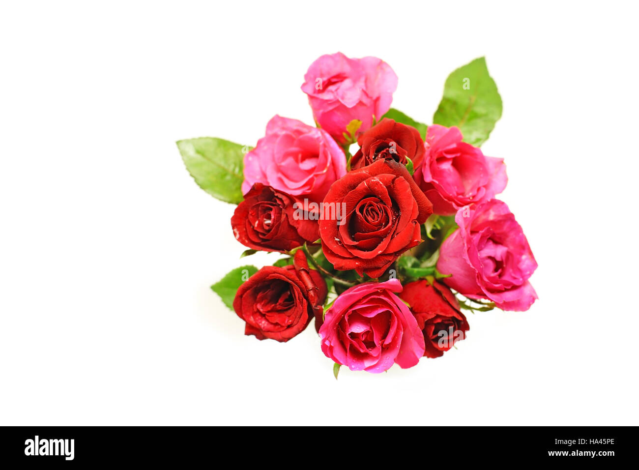 Rose Images – Browse 21,271,415 Stock Photos, Vectors, and Video