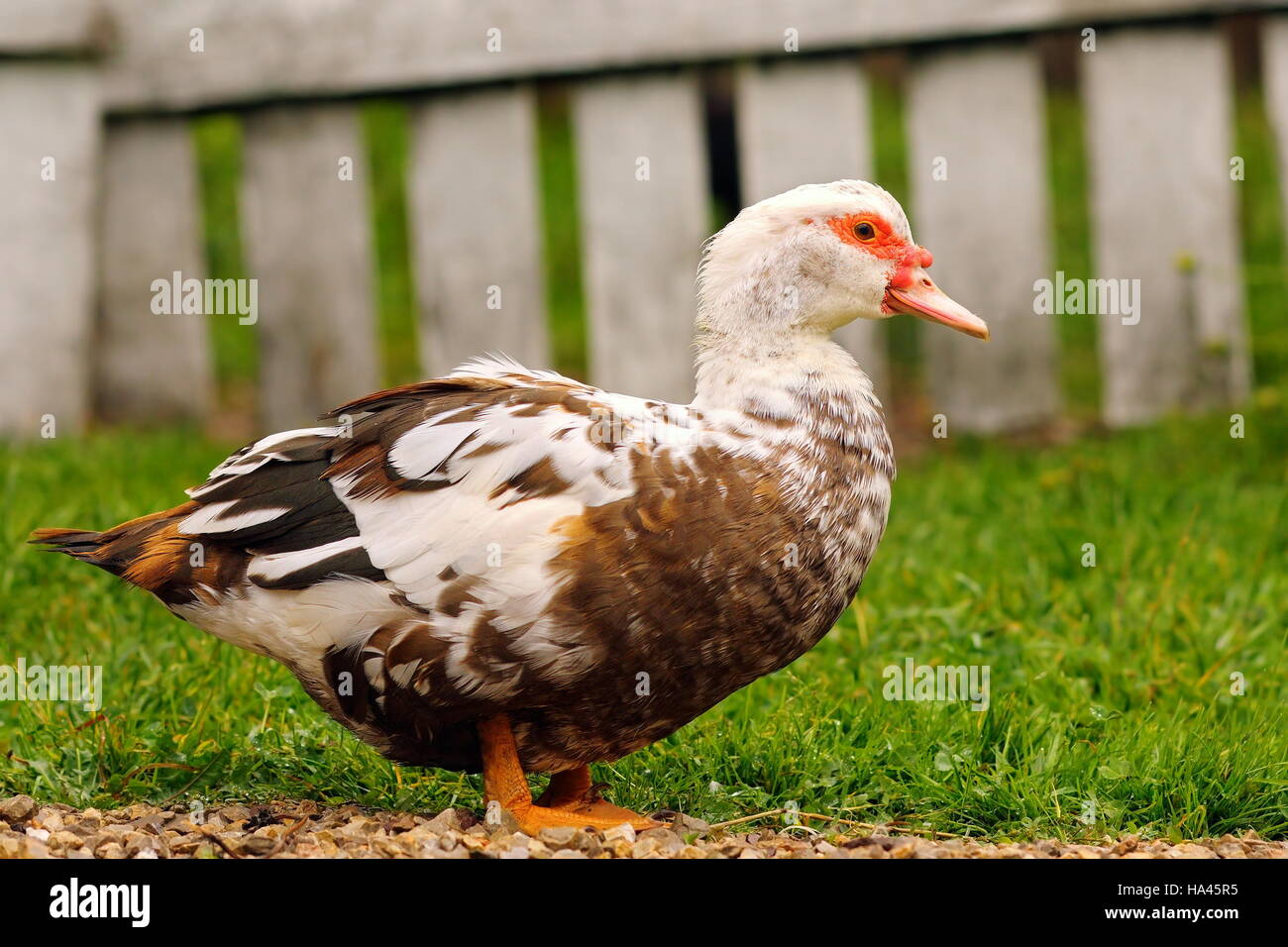 Cairina moschata standing on  law ( muscovy duck ) Stock Photo