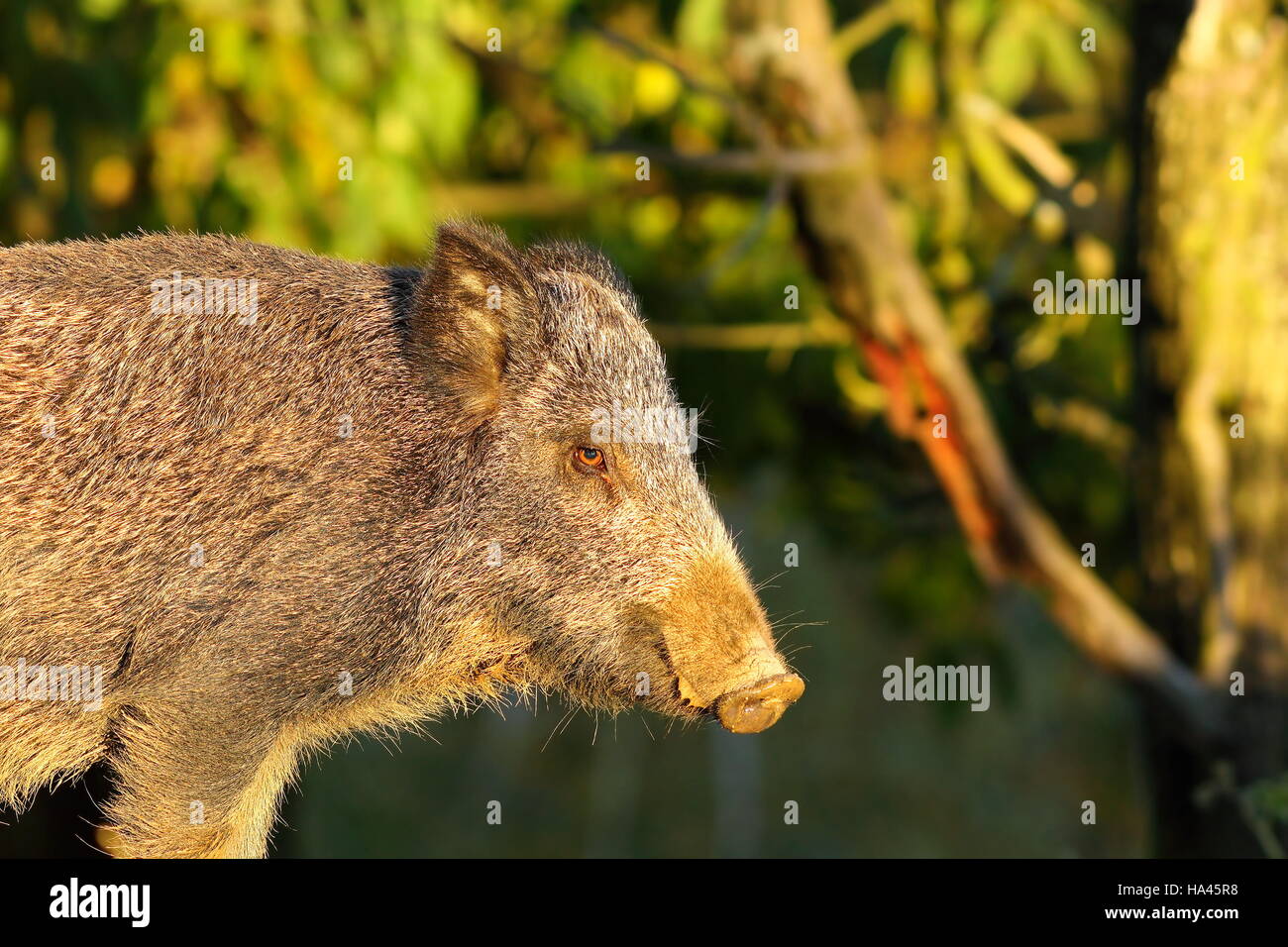 close up of wild boar ( Sus scrofa ) Stock Photo