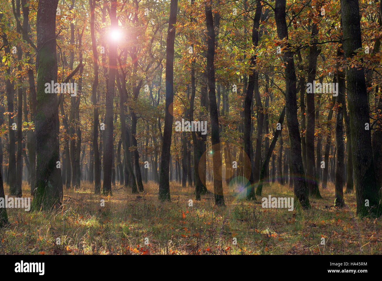 deciduous forest view in fall season with lens flare Stock Photo