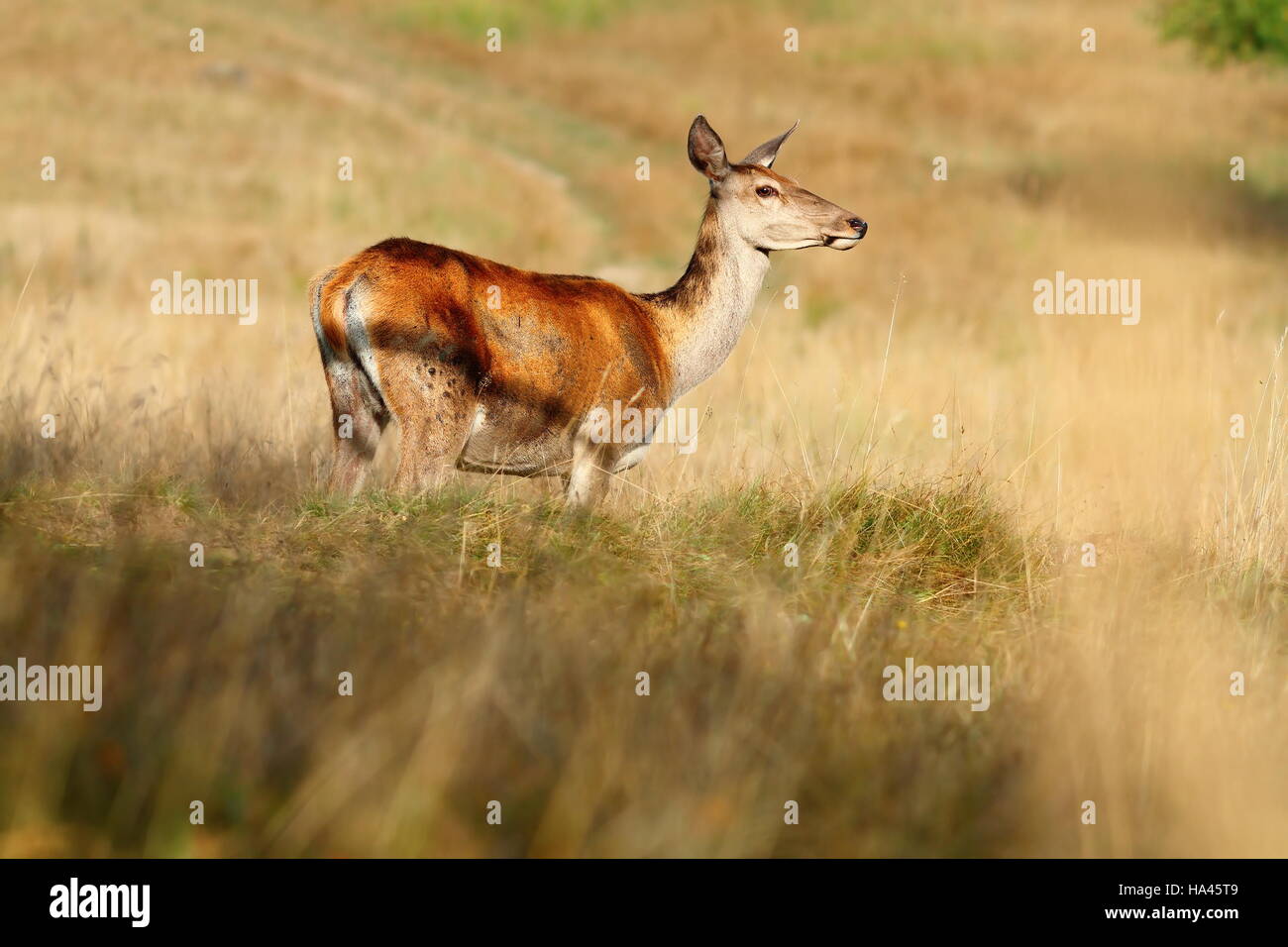 red deer doe on mountain meadow ( Cervus Elaphus ) Stock Photo