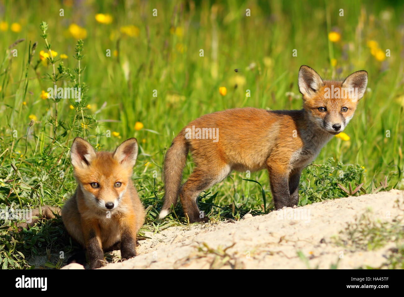 two red fox cubs looking at the camera while exploring the terrain near the burrow ( Vulpes vulpes, wild animals ) Stock Photo