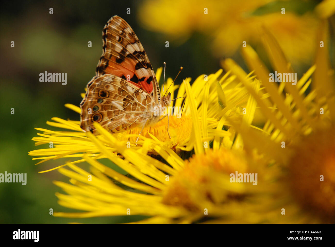 Butterfly sits on a flower drink nectar from yellow flowers and ...