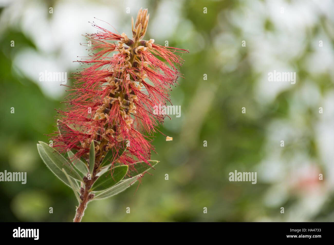 'Callistemon Citrinus' Red Pink Green Beautiful plant Stock Photo
