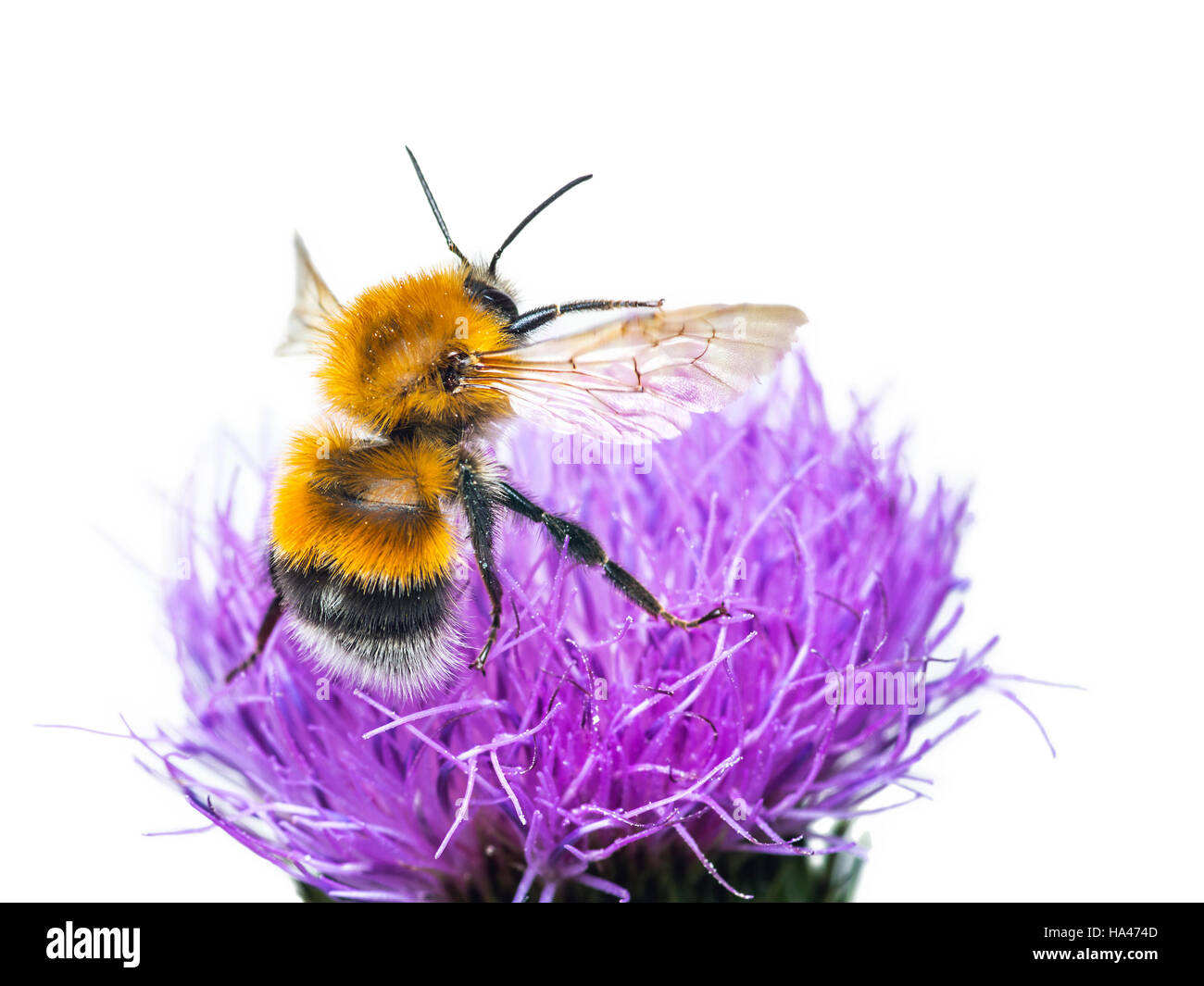 Pollinating Bee Isolated on White Stock Photo