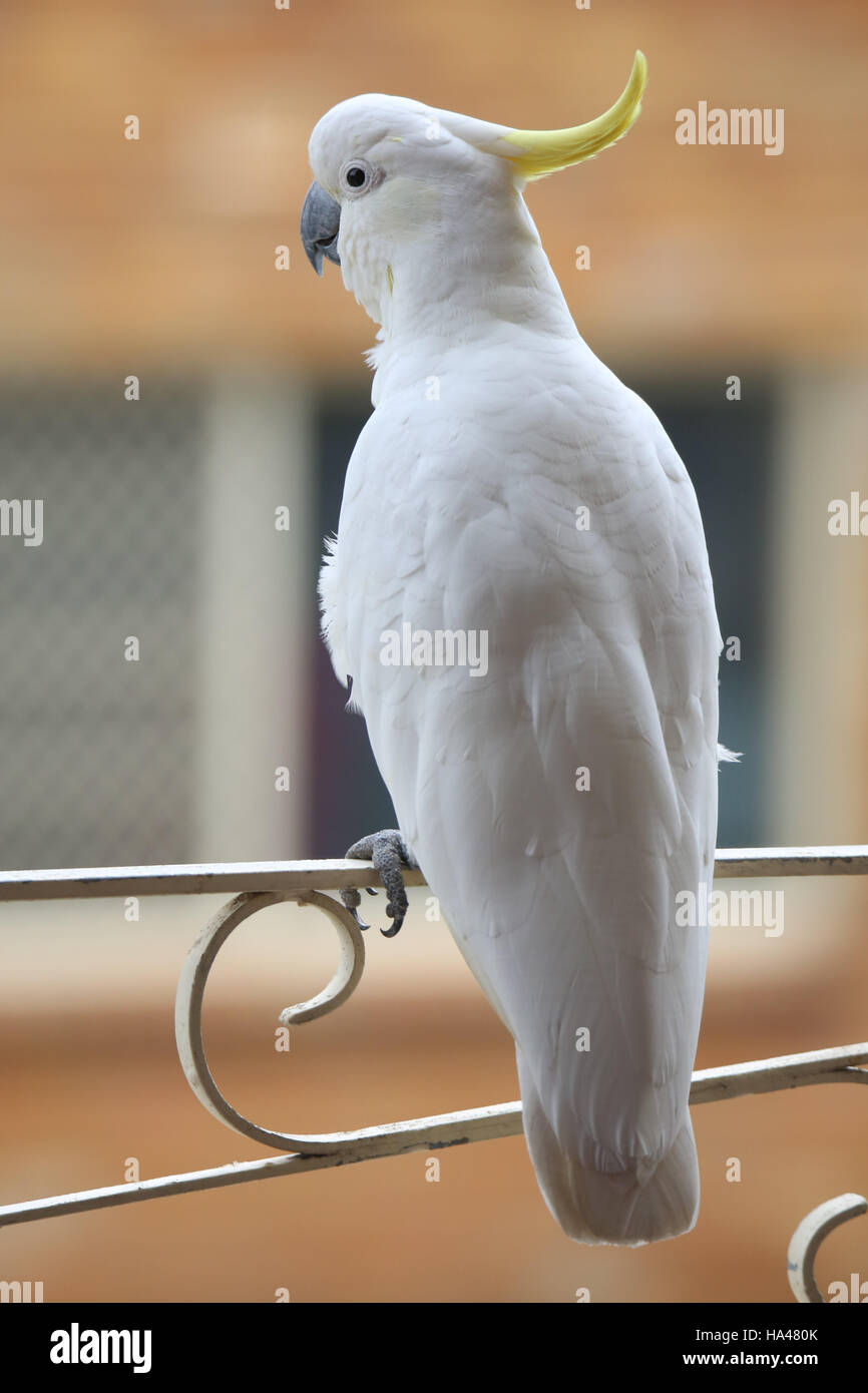 A cockatoo sits on a balcony in Sydney, Australia Stock Photo Alamy