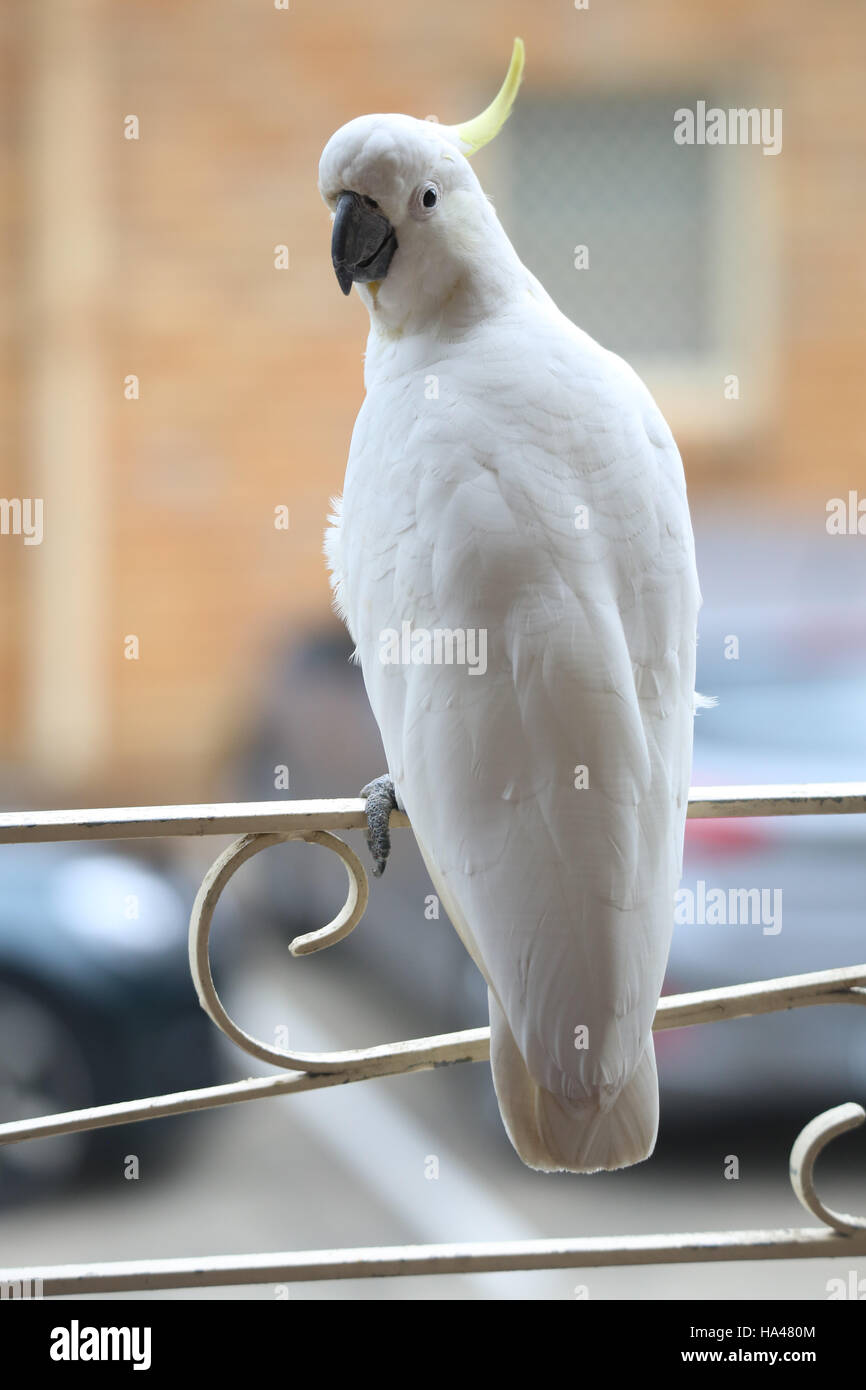 A cockatoo sits on a balcony in Sydney, Australia Stock Photo Alamy