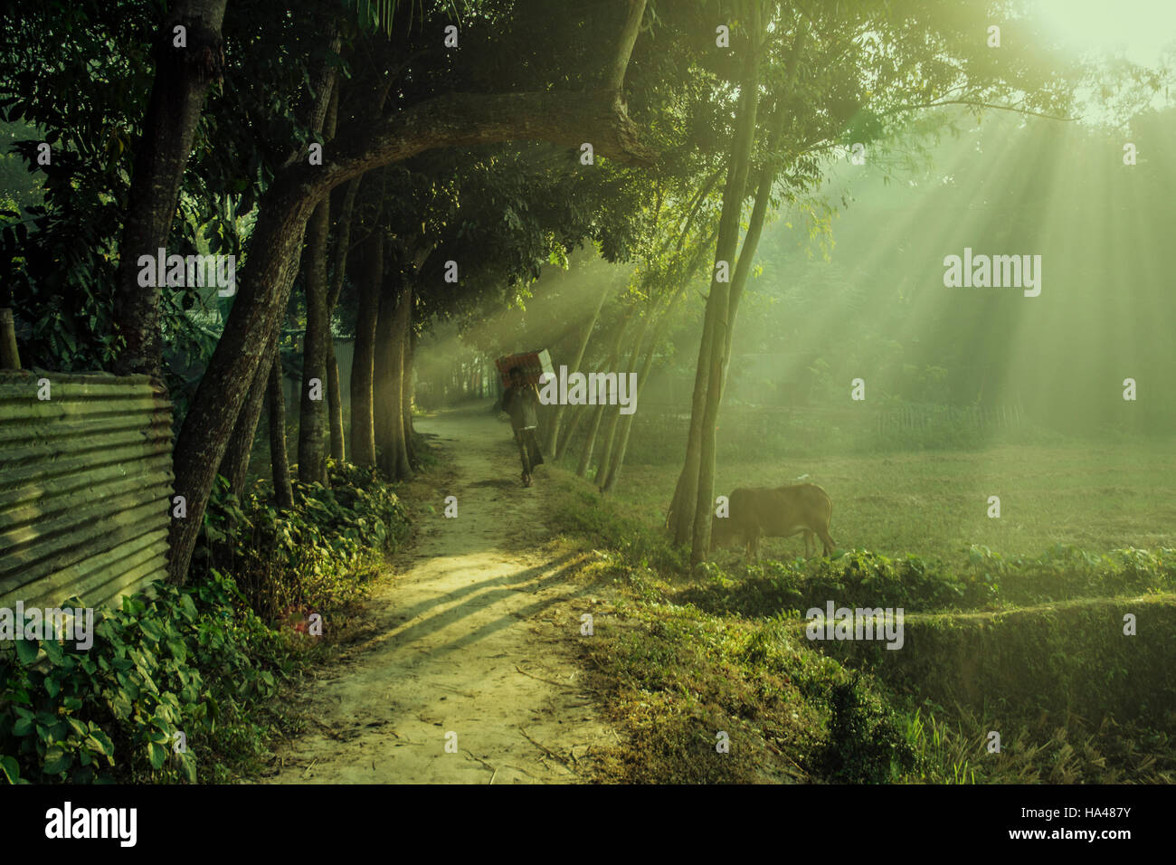 Good Morning Bangladesh Stock Photos Good Morning Bangladesh