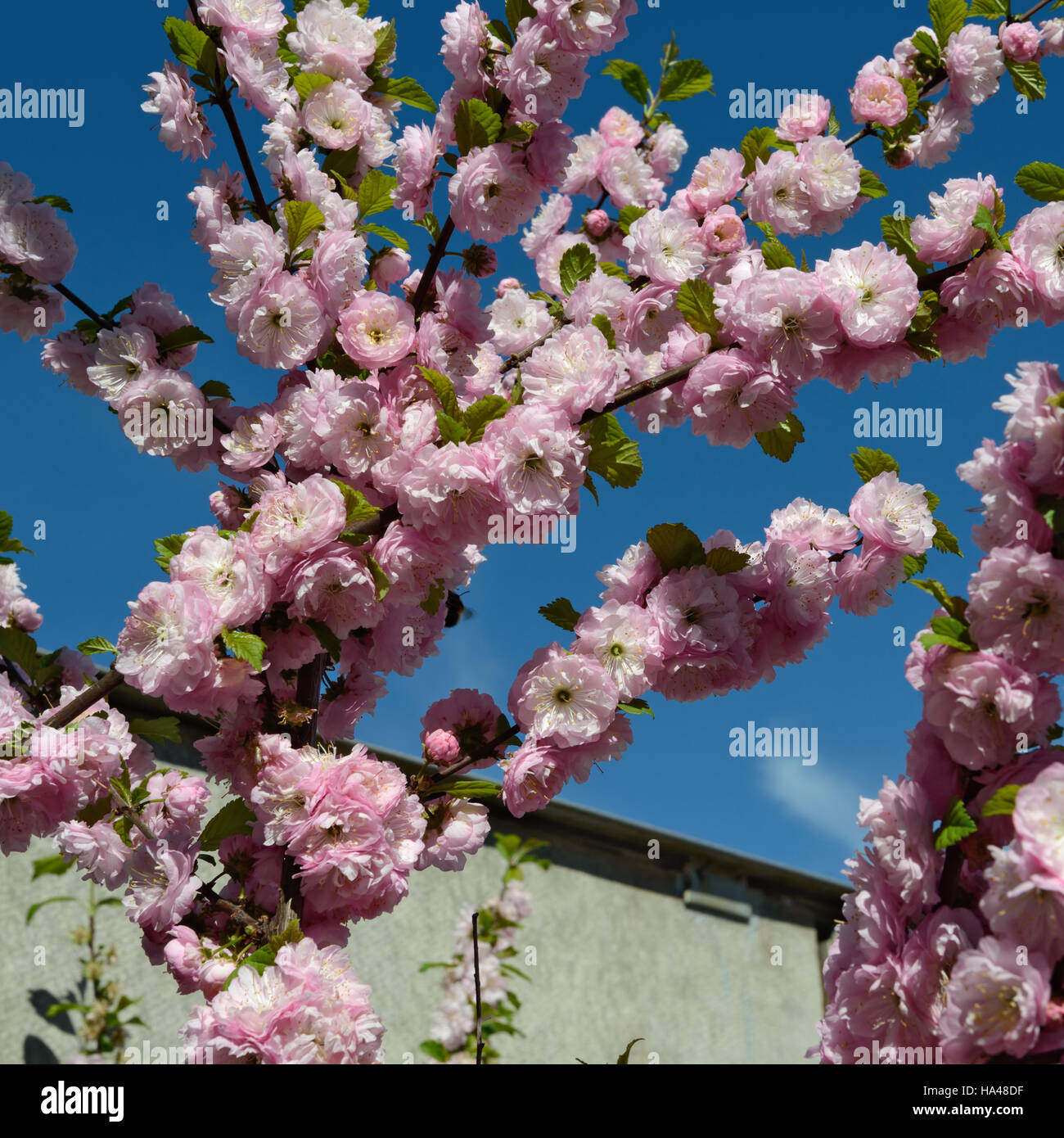 Many bright pink flowers on  flowering shoots of Prunus triloba shrub on bright blue sky background. Stock Photo