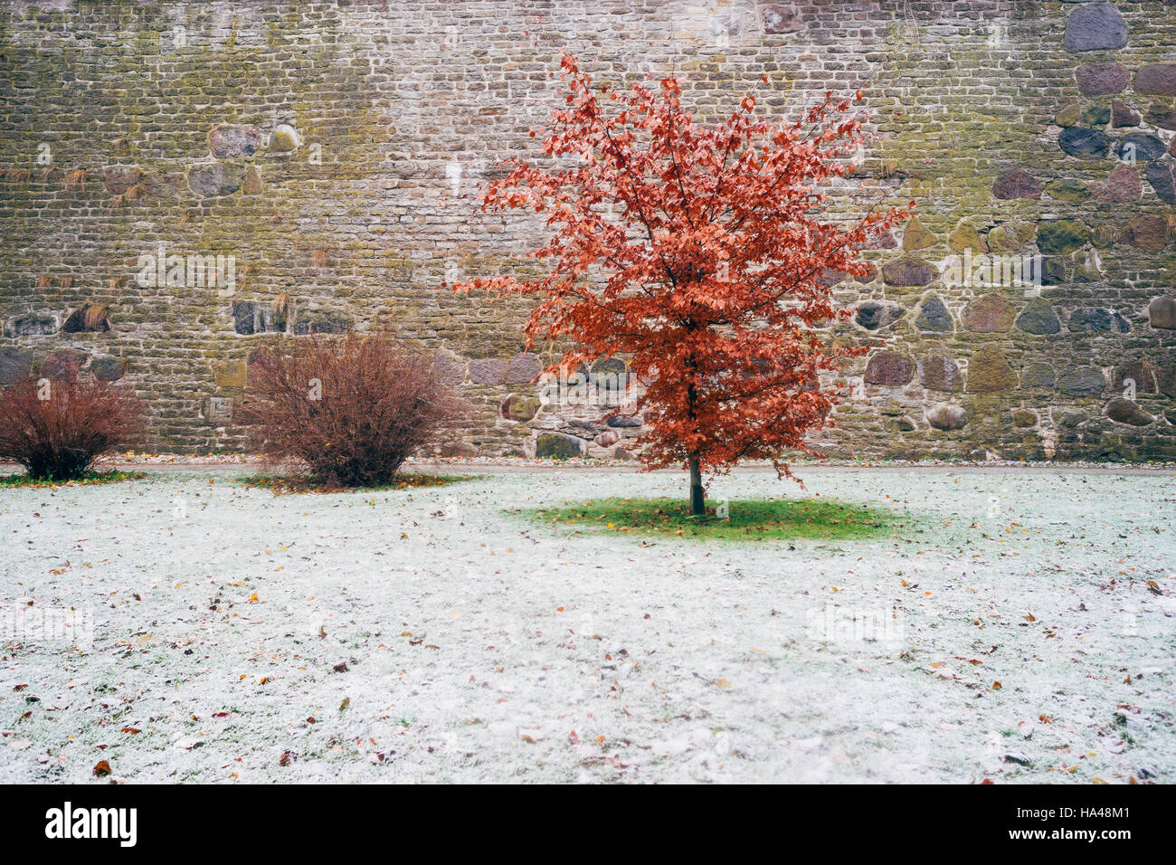Red leaf alder tree against fresh snow, season change concept Stock Photo