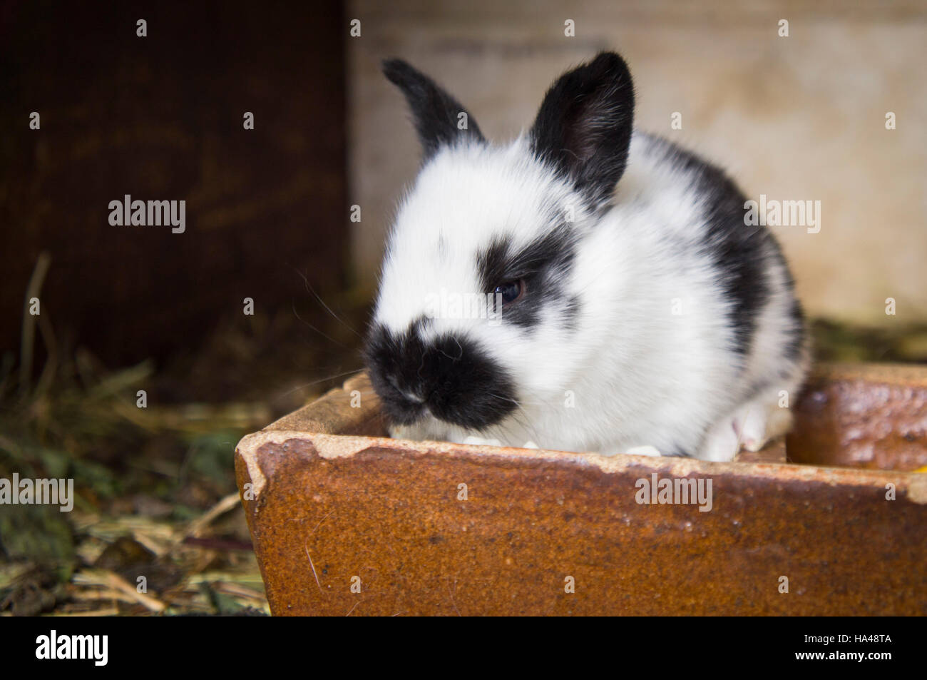 domestic rabbit, seventeen days old newborn litter in nest, straw