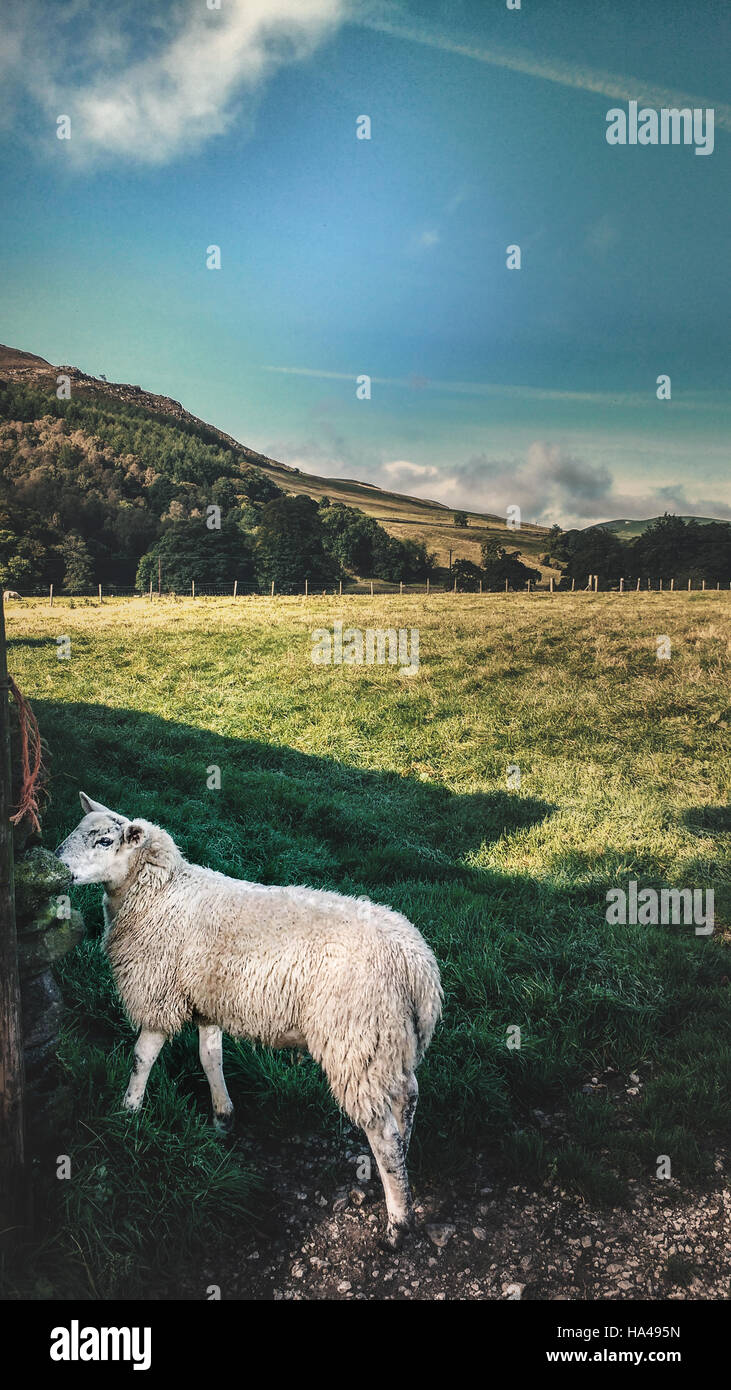 young sheep walking on grass in farmland Stock Photo