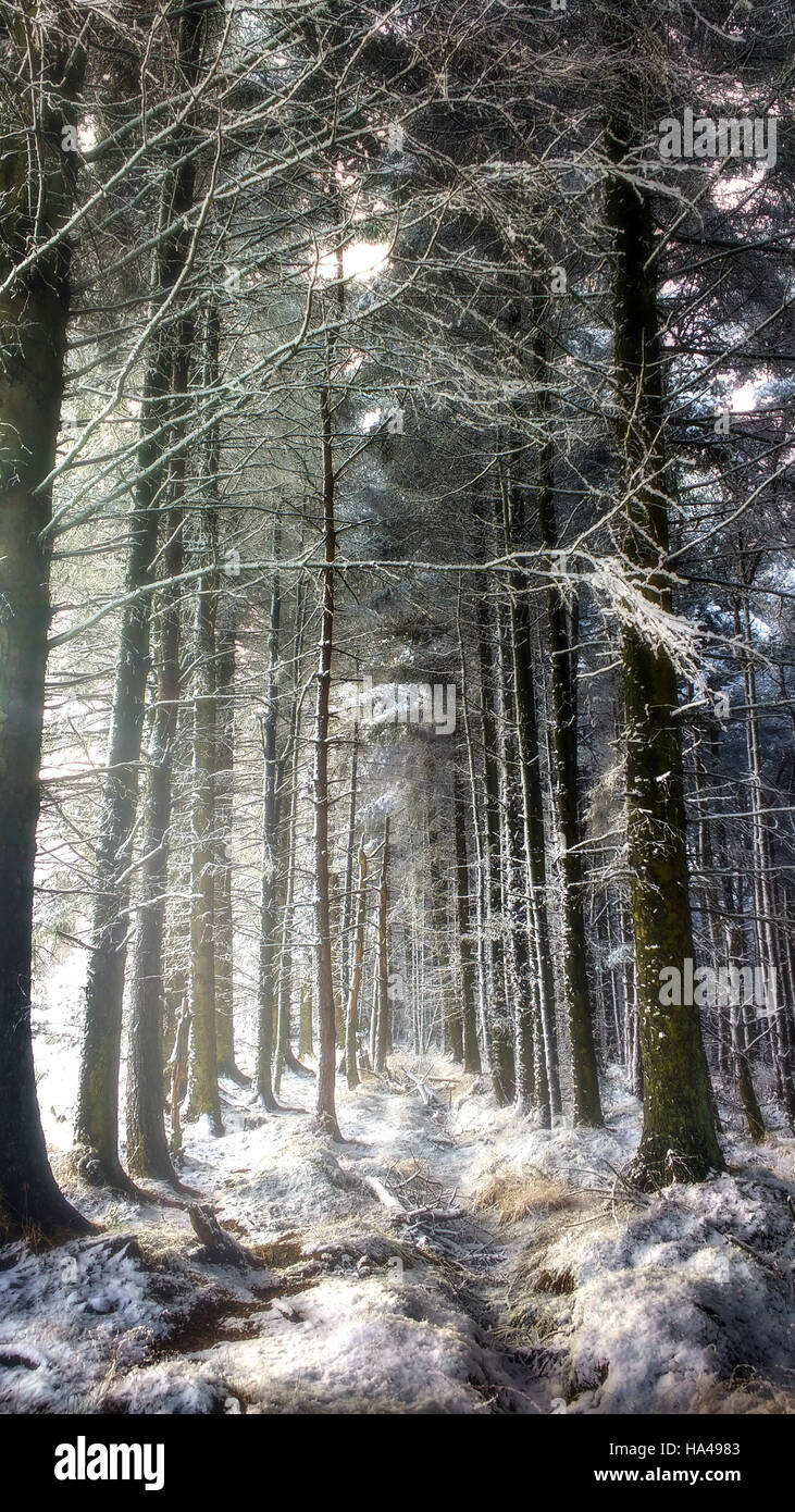 Beautiful winter landscape in the forest Stock Photo - Alamy