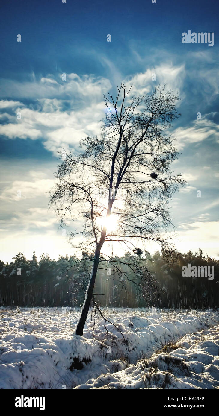 a beautiful winter forest landscape with a single tree Stock Photo