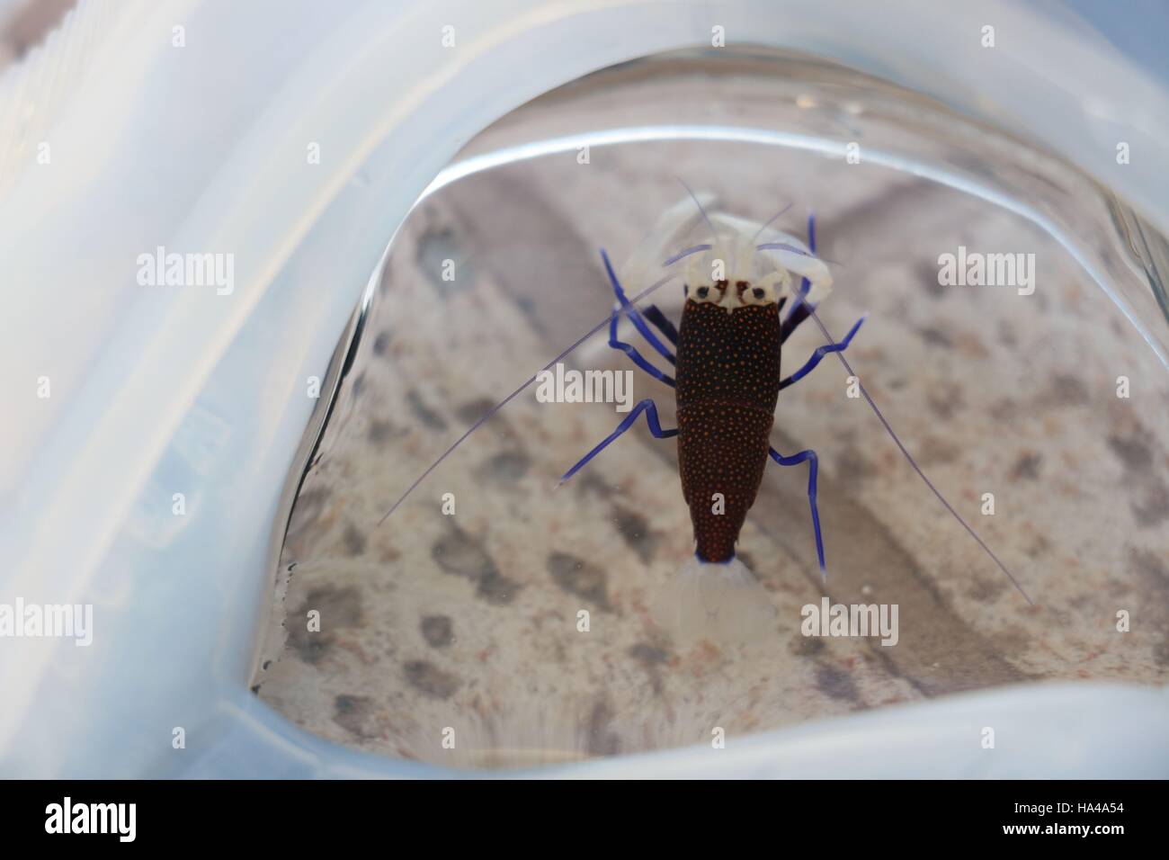 Beautiful blue spotted shrimp inside of diving mask available in high-resolution and several sizes to fit the needs of your project Stock Photo