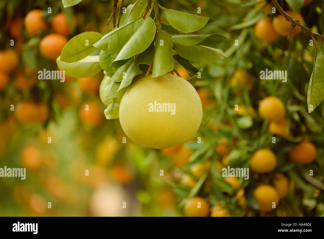 Pomelo fruit in garden Stock Photo Alamy